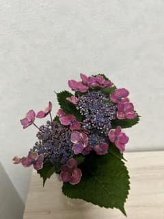 紫陽花 ガクアジサイ ピンク系　さし穂3本￼ ではありませんのサムネイル