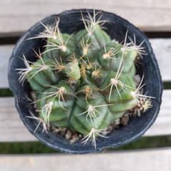 サボテン　麗蛇丸❗ビニポット付き‼️のサムネイル