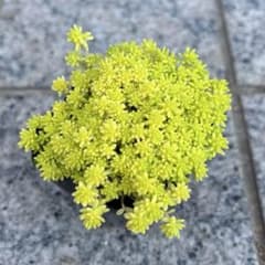 ゴールデンカーペット　6cmポット 抜き苗のサムネイル
