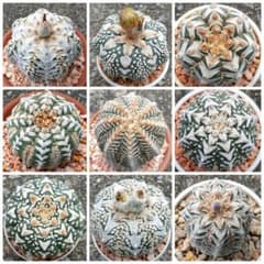 アストロフィツム　スーパー兜　V タイプ 種子＝ 10 多肉植物のサムネイル