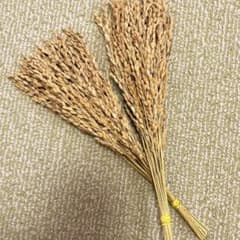 稲穂　ドライフラワー ５０本のサムネイル