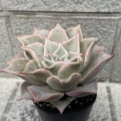 多肉植物　マディバのサムネイル
