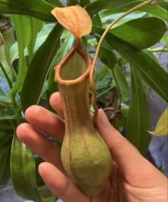 ネペンテス　アラタ③　アラータ　挿木　食虫植物　ウツボカズラのサムネイル