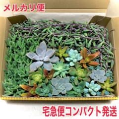 多肉植物 黄麗 ほか 11種類 カットセットのサムネイル