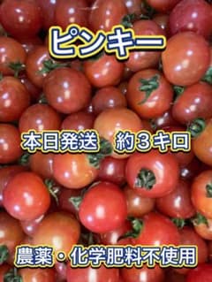 【綾善farm】農薬・化学肥料不使用のミニトマト（ピンキー）約3kg【期間限定】のサムネイル