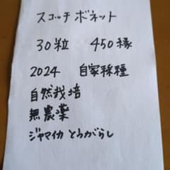 スコッチボネット自家採種　自然栽培のサムネイル