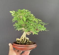 白木盆栽園　五葉あけび　樹高21センチ小品盆栽楓カエデ実物観葉植物木通五葉アケビ 白木盆栽園 五葉あけび 樹高21センチ小品盆栽楓カエデ実物観葉植物木通