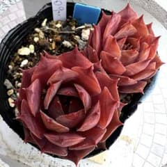 多肉植物　センペルビウム　パープルビューティー　No.109 多肉植物 センペルビウム パープルビューティー No.109【青】 - メルカリ