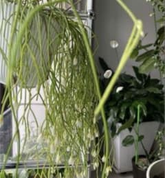 多肉植物　リプサリス カスッサ　カット苗3本　おまけ付のサムネイル