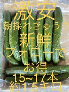 即購入歓迎！規格外品 きゅうり 約1.5キロ フォロー割ありのサムネイル