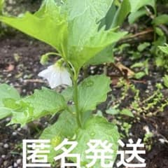 また出現！ホオズキ　ネコポスはいるだけ！ ホオズキ 抜き苗 5株 ほおずき オレンジ ネコポス発送 - メルカリ