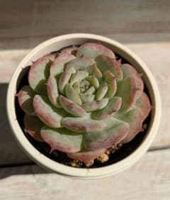 ヒアリナgilo×ラウレンシス☆実生苗☆交配苗☆多肉植物☆エケベリアのサムネイル