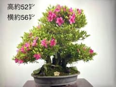 【ガチ盆栽】さつき　皐月　大盃　激古　双幹 m72051048443_1.jpg?1748259313