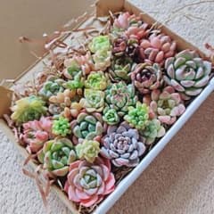 多肉植物 寄せ植えセットのサムネイル