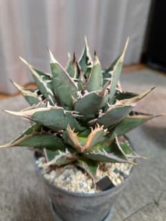 アガベ チタノタ 鉢植えのサムネイル