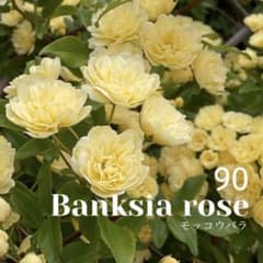 75.　木香薔薇　モッコウバラ　抜き苗 90. 木香薔薇 モッコウバラ 抜き苗 - メルカリ