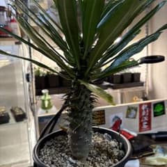 や*ま様 アンボンゲンセ　塊根植物　実生株のサムネイル