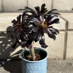 黒法師 変異株 多頭 多肉植物 アエオニウム 抜き苗 1点のみ - メルカリ