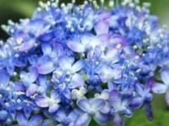 あじさい三河千鳥　挿し穂3本のサムネイル