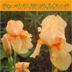 比較的珍しい ジャーマンアイリス ライトオレンジ 根茎 3芽 球根 芋