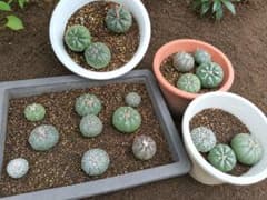 種子１０粒　アストロフィツム 兜丸 多肉植物 サボテン種子のサムネイル