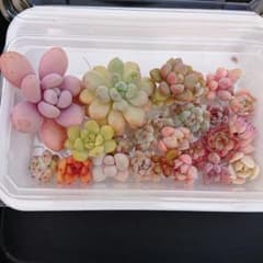 〖名前なし〗多肉植物小さなカット苗セット❤︎のサムネイル