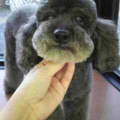 ジュニア様  確認用のサムネイル