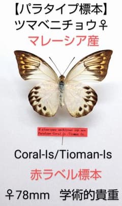 パラタイプ標本】ツマベニチョウ♀☆マレーシア産☆離島・日本人採集