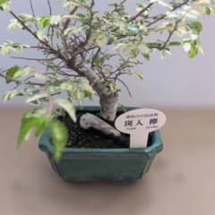班入りニレケヤキ 欅 小品盆栽 苗木 ミニ盆栽 - メルカリ