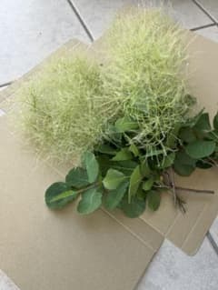 スモークツリー　グリーンのサムネイル