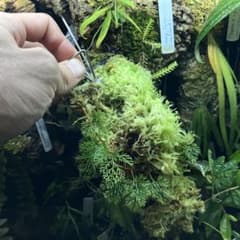 Davallia parvula Borneoのサムネイル
