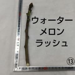 ⑤◆イチジク穂木2本◆ウォーターメロンラッシュ⑤【親木の写真あり・結実実績あり】 ⑥◇イチジク穂木2本◇ウォーターメロンラッシュ⑥【親木の写真あり