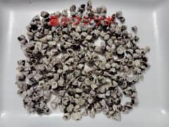 釣り餌　黒鯛ヘチ釣り用塩漬け最小フジツボ　 200個のサムネイル