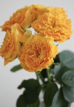 バラ苗 切花品種 マンゴーリーバ - メルカリ