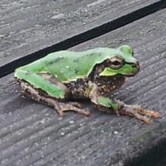 ログ様専用                捕食植物ドラゴスタペリアのサムネイル