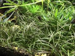 エキノドルス テネルス 10株のサムネイル