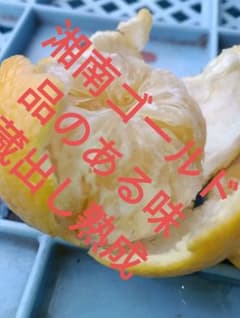 安いです新鮮湘南ゴールド、10キロ入り早め熟成中7800円 - メルカリ