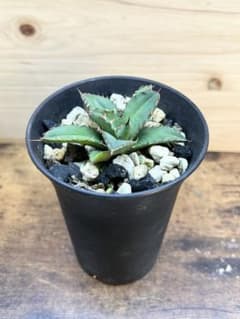 人気!アガベチタノタ CR-01 Plants by THE CORE 由来子株 - メルカリ