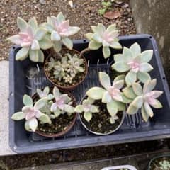 多肉植物 桜牡丹　カット苗のサムネイル