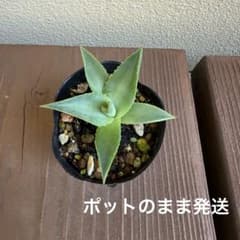 アガベ フィリフェラ×イシスメンシス ハイブリッド - メルカリ