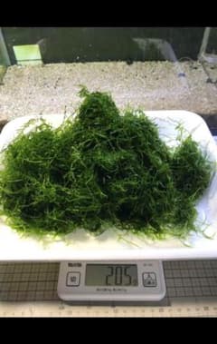ウィローモスmix約200グラムのサムネイル