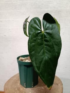 Anthurium Leonie Portilla アンスリウムレオニポルティラ Anthurium