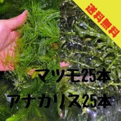 【送料無料】マツモ25本　アナカリス25本　15cm前後のサムネイル