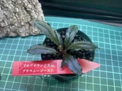 状態◎❗️ブセファランドラ spブラウニーゴースト - メルカリ