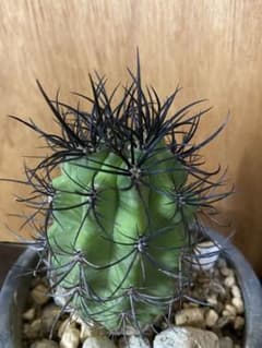 暗黒丸　暗黒玉　サボテンのサムネイル