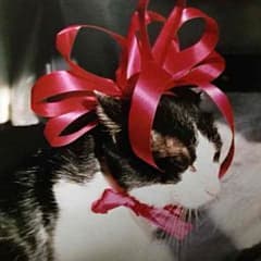 トラ猫のケイ様確認用のサムネイル