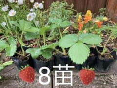 苺　いちご　苺の苗　いちごの苗のサムネイル