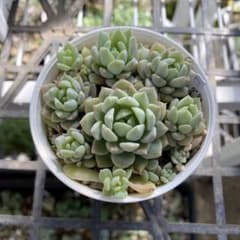 多肉植物⁂ダーリーサンシャイン⁂抜き苗 - メルカリ