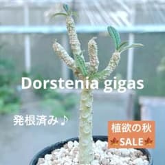 樹形良い☆早い者勝ち☆大特価】 ドルステニア ギガス 発根済み 鉢ごと