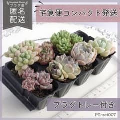 多肉植物 プラグ苗セット 寄せ植え エケベリア｜PG-set007 - メルカリ
